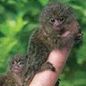 Фото профиля finger monkey