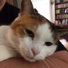 Julie of Orleans's profile picture