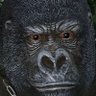 ピンフー profil fotoğrafı