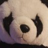 Profilbild von ぱん田