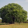 Big Tree profil fotoğrafı