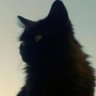 Profilbild von Gatita neoliberal