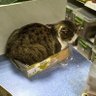 Кот в коробке 的头像