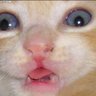 Papel Crepe's profile picture