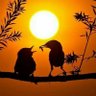 أحمدحمودة profil fotoğrafı