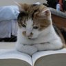 🌏Reading Cat's profile picture