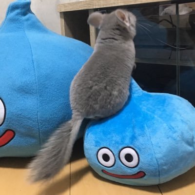 チンチラのムー's profile picture