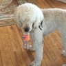 ChiGuy57 profil fotoğrafı