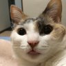 〇銀姫@猫好き 的头像