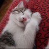 Profilbild von bukleli kedi