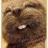 Marmotte profil fotoğrafı