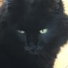 Profilbild von Dunwith Twitting