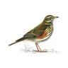 ะคะพัะพ ะฟัะพัะธะปั redwing FBPE FBPPR