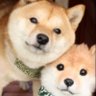 だいちゃん's profile picture