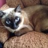 にゃふりん 的头像