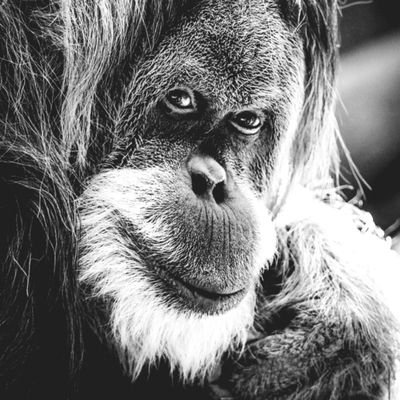 Nicola Bressi's profile picture