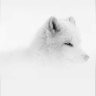 asep's profile picture