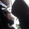 Le K miauleur.'s profile picture