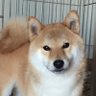 sora profil fotoğrafı
