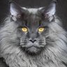 AwP'悪鬼猫's profile picture