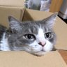 シノ profil fotoğrafı