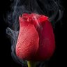 ✬✮™⑰ɑɺɺIລɹ̣ɕ✭✯'s profile picture