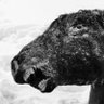 Фото профиля Hoarse Horse