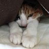 Фото профиля ぱりっちゅこぷん