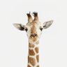 Gera's profile picture
