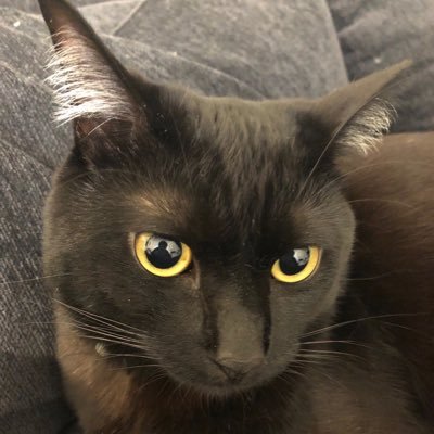 colobockle87's profile picture