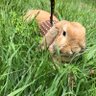 むーちゃん🐰's profile picture
