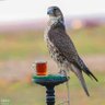 Fallahkahirhum profil fotoğrafı