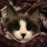 Фото профиля meowthah лА́ барабир