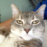 Фото профиля Cat Atomic