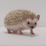 いつでもどこでも 的头像