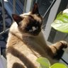 Profilbild von Prince Coco The Siamese Cat