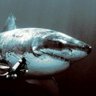 Megalodon 的头像