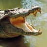 Profilbild von 🐊🐊