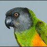 Shadrack66's profile picture