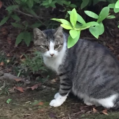 neko_kangaeru's profile picture