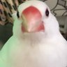 フクとハク 的头像