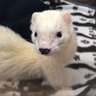 りりっく🐯 profil fotoğrafı