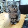 猫ママ(ねこカフェ猫ちゃんの家)和歌山 猫カフェ 的头像