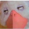 Profilbild von Irreversible Cynic