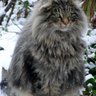 Profilbild von Redtiger
