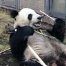 ダラダラ ぱんだ 的头像