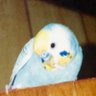 てんこ's profile picture
