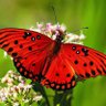 nazly profil fotoğrafı
