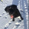 bumblebeebenny's profile picture