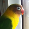 Profilbild von アビィ
